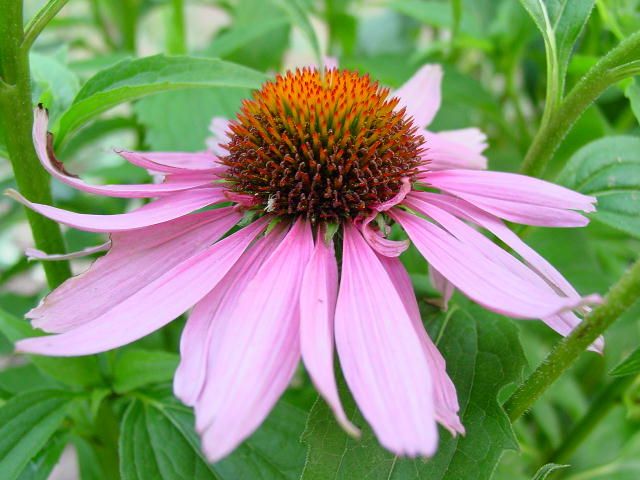 Echinacea za prehlada može pomoći, jača imunitet i ne smije imati nikakav učinak na tijelo. 