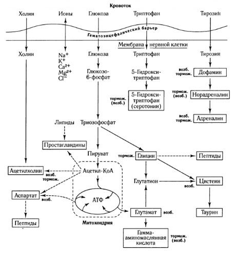 Načini razmjene medijatora i uloga krvno-moždane barijere u metabolizmu (na: Shepherd, 1987)
