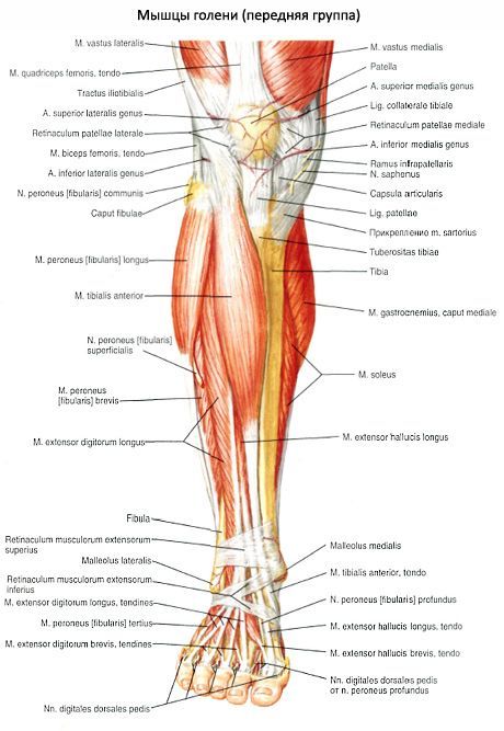 zglobovi i mišići u boku