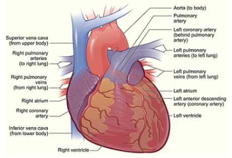 Ispušni plinovi čiste blokirane arterije