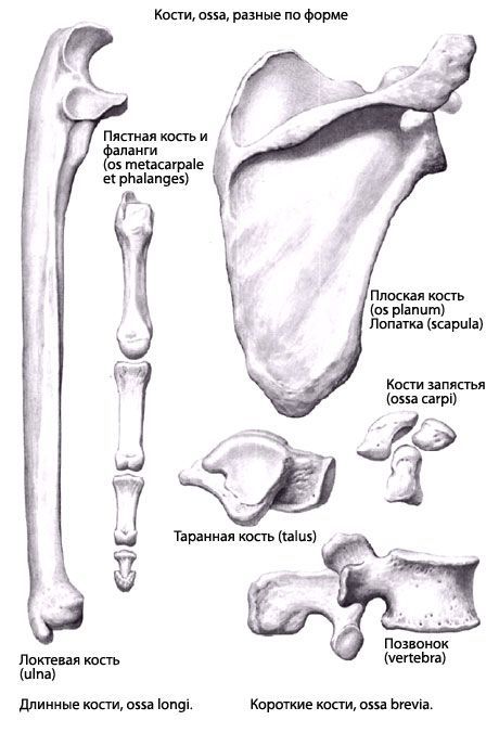 Vrste kostiju