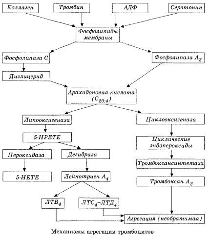 Početna faza hemokoagulacije i mehanizam lokalne hemokoagulacijske homeostaze