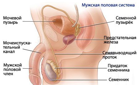 Anatomija i fiziologija muškog reproduktivnog sustava