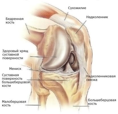 bol u zglobu koljena i mišića tele artroza kuka uzrokuje liječenje