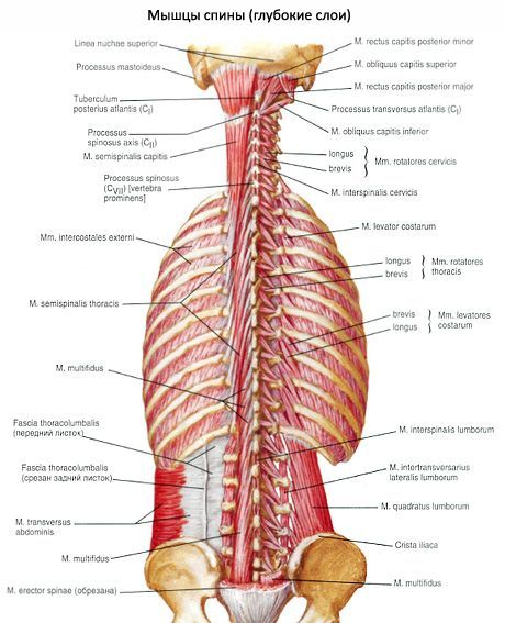 Mišići leđa