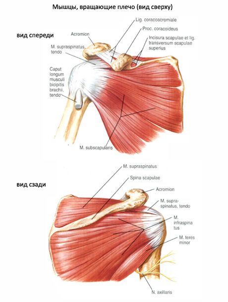 Mišićni i subakutni mišići