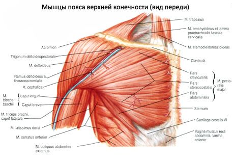 Mišiće dojke