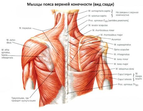 Mišićni i subakutni mišići
