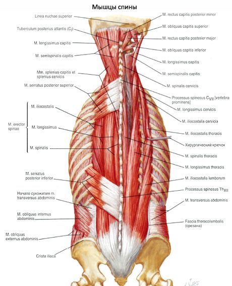 Muscle, poravnavanje kralježnice