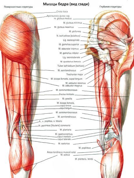 Mišići zdjelice (mišići prsnog pojasa)