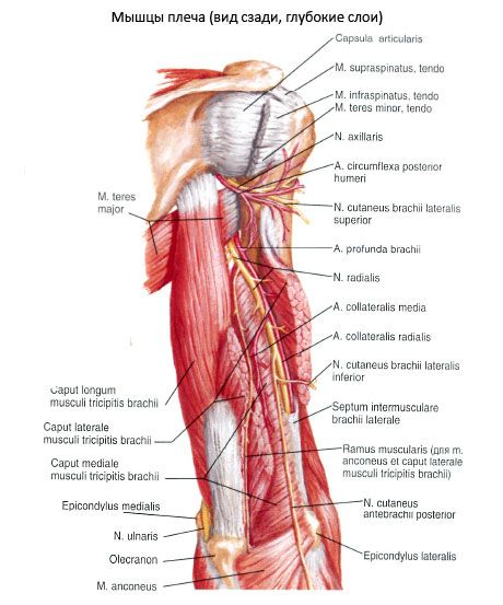 Mišići ramena