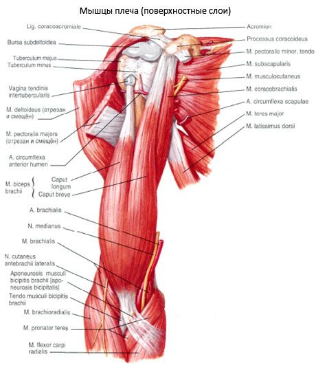 Bicepsna ruka (ramena biceps)