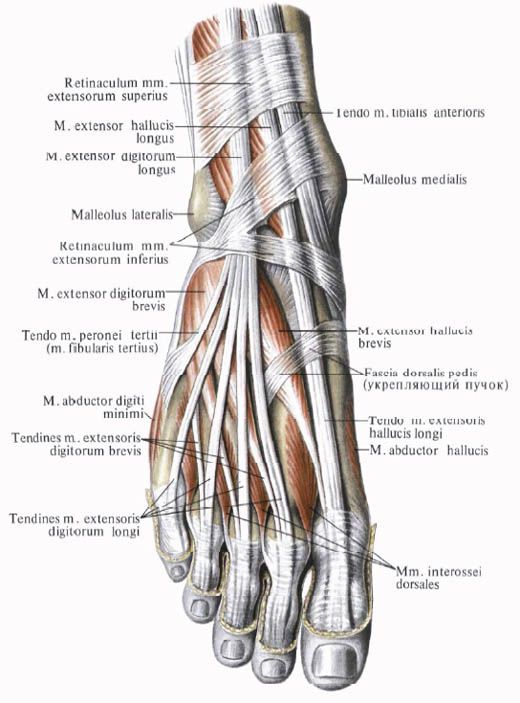 Mišići stopala