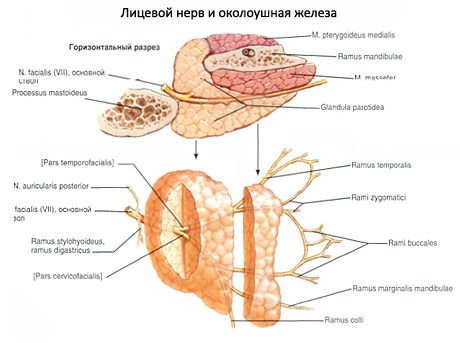 Parotidna žlijezda slinovnica