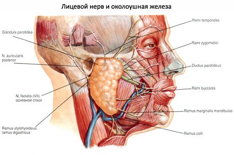 Parotidna žlijezda slinovnica