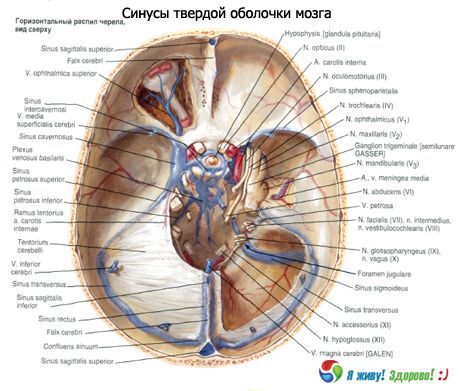 Sinusi (sinusi) krute membrane mozga