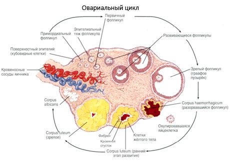 Oogenesis.  Menstrualni ciklus