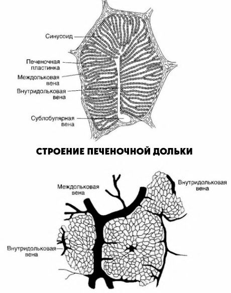 Struktura jetrenog režnja