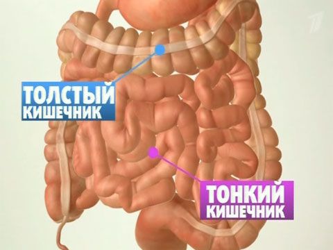 Ljudski crijevo