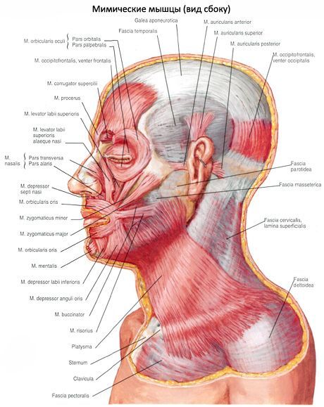 Subkutani mišić vrat (platysma)
