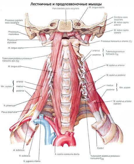 Mišići vratnog vratja