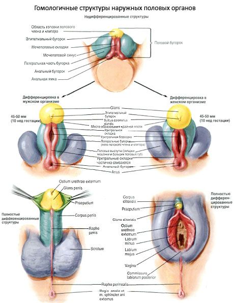 Homologne strukture vanjskih genitalnih organa