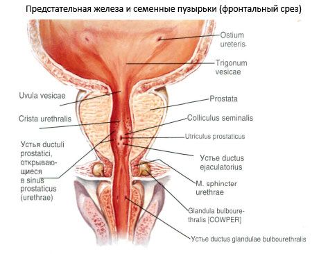 Prostata (prostata)
