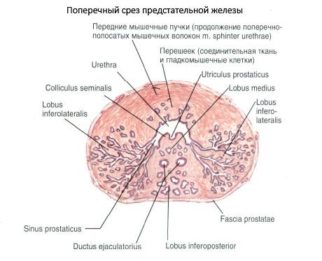 Struktura prostate