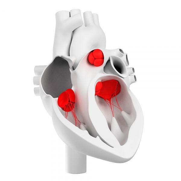 Ventili srca i njihova morfološka struktura