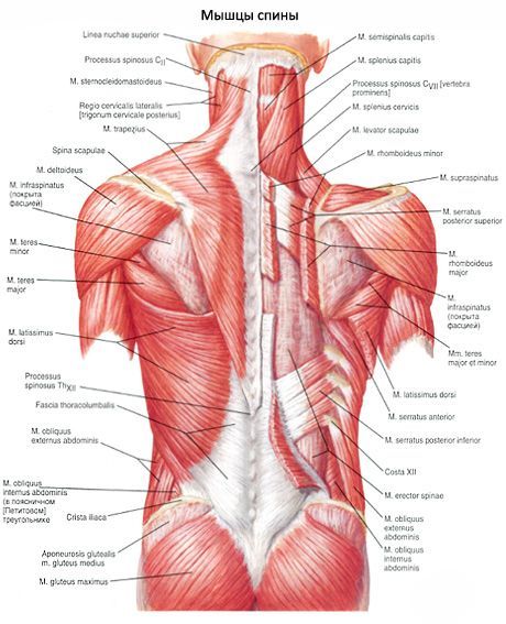 Najširi leđni mišić