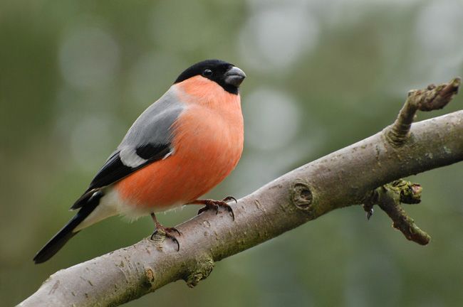 Znanstvenici su razmišljali o prednostima divljih ptica