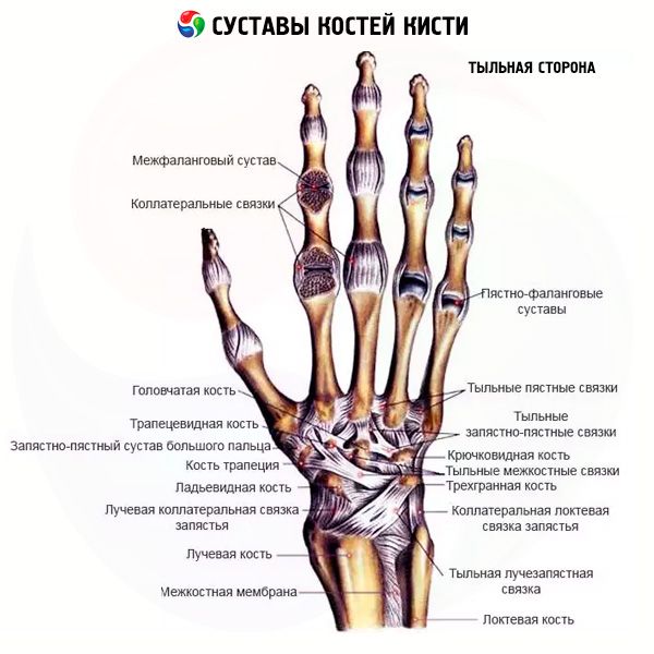 zglobovi u liječenju ruku)