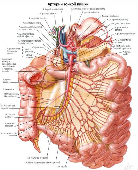 Arterije tankog crijeva
