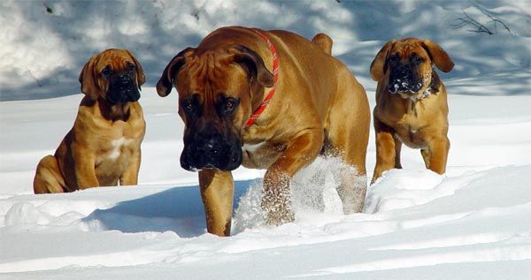 Južnoafrički mastif ili Boerboel