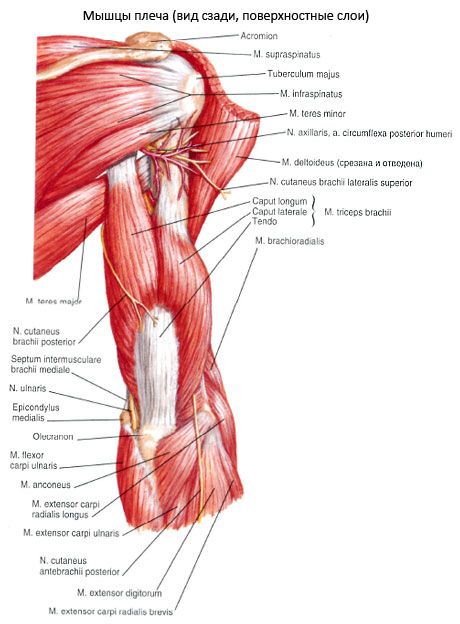 Triceps brachialis mišića (triceps pecula)