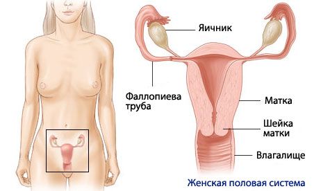Anatomija i fiziologija ženskog reproduktivnog sustava