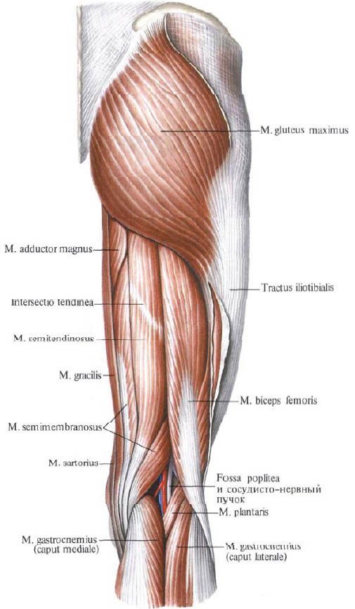 Gluteusni mišići (gluteus maximusus)
