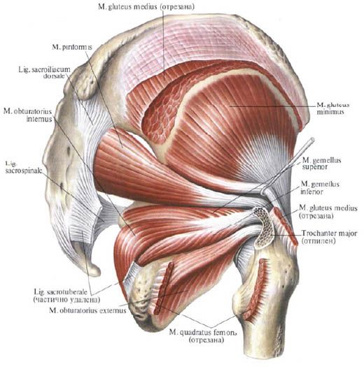 Gluteusni mišići (srednji gluteusni mišići)