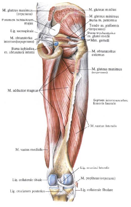 Gluteusni mišići (mali gluteusni mišići)