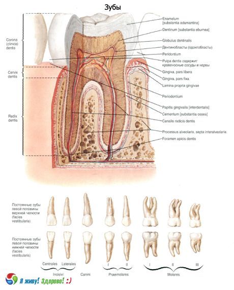 Zubi.  Struktura zuba
