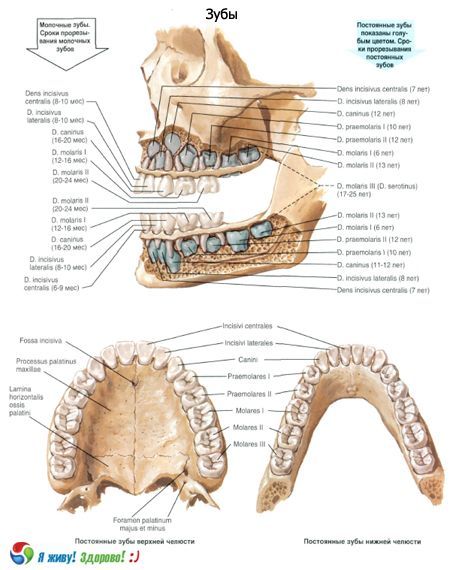 Zubi.  Struktura zuba